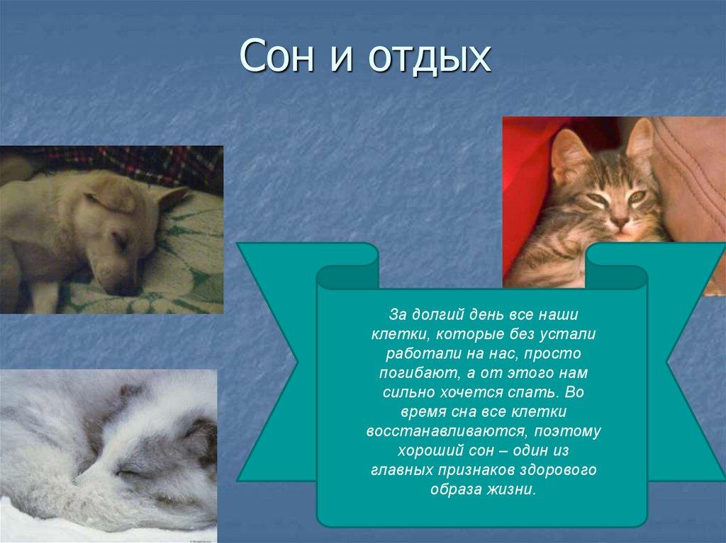 Сон и отдых