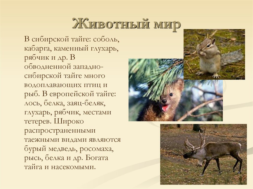 Животный мир