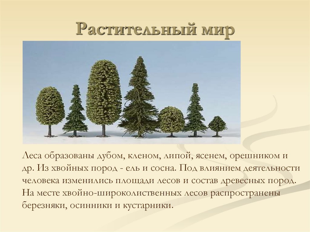 Растительный мир