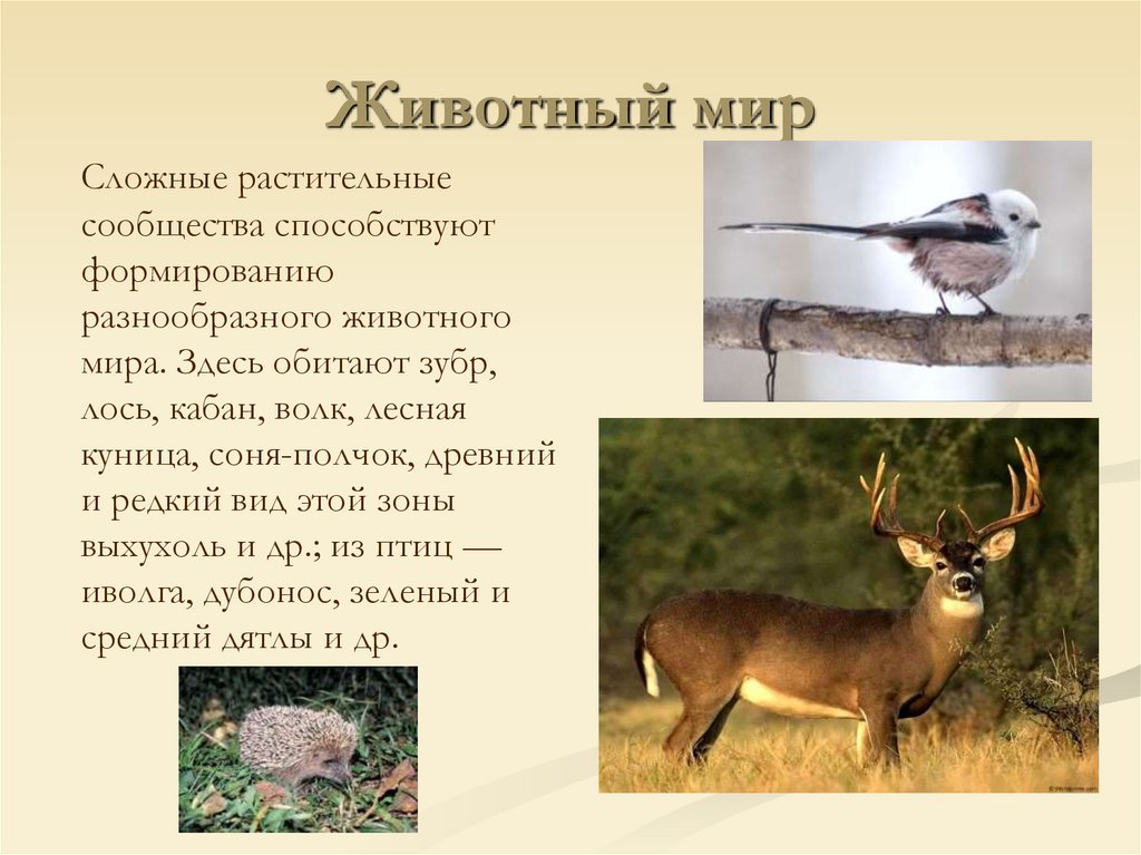 Животный мир