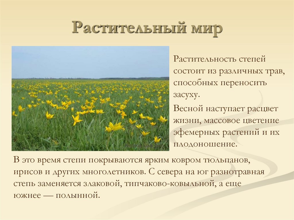 Растительный мир