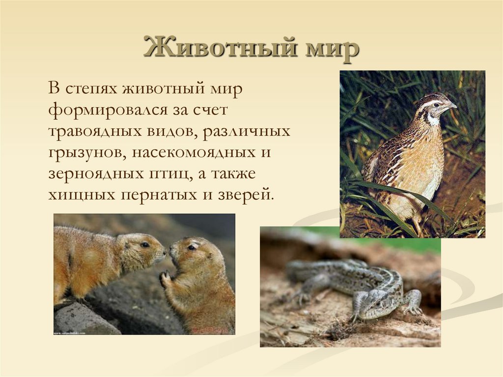 Животный мир