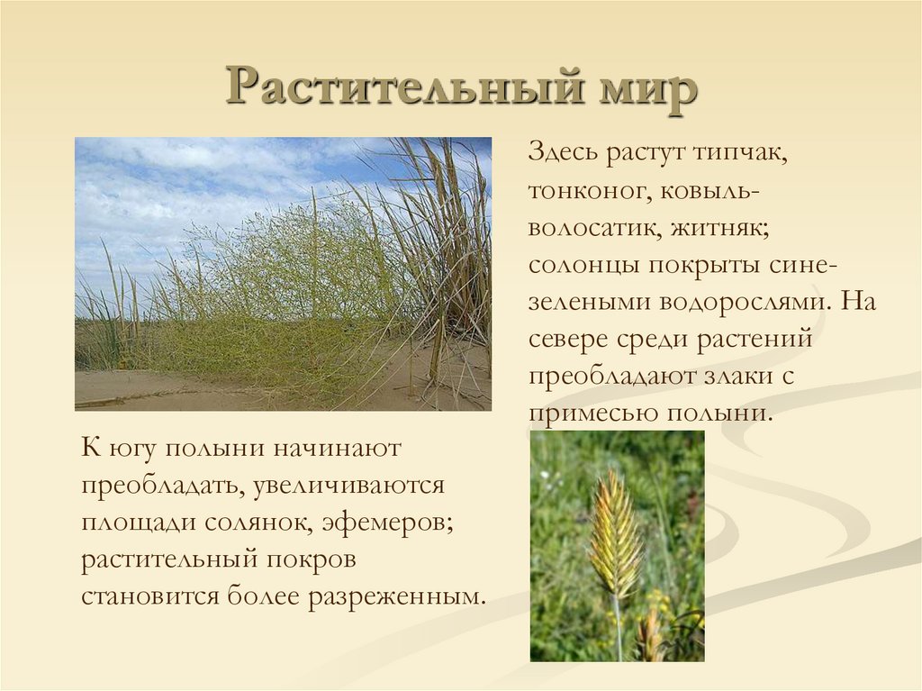 Растительный мир