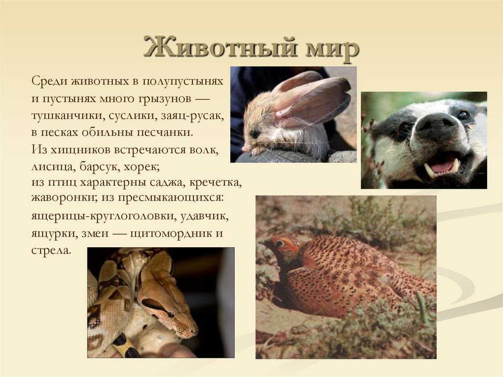 Животный мир