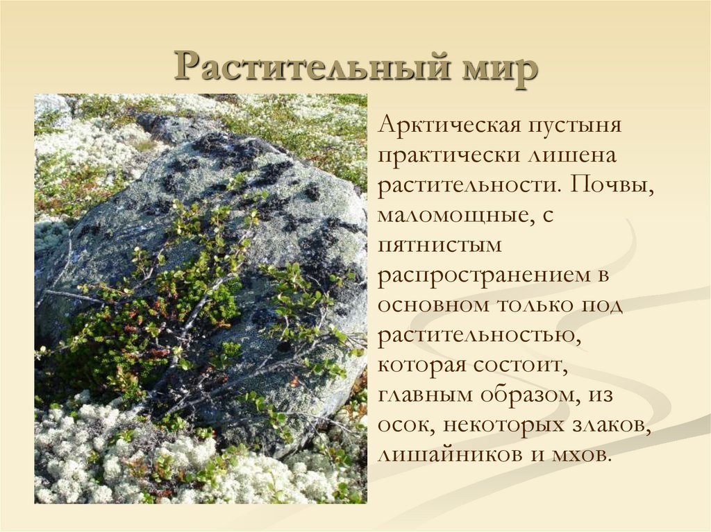 Растительный мир