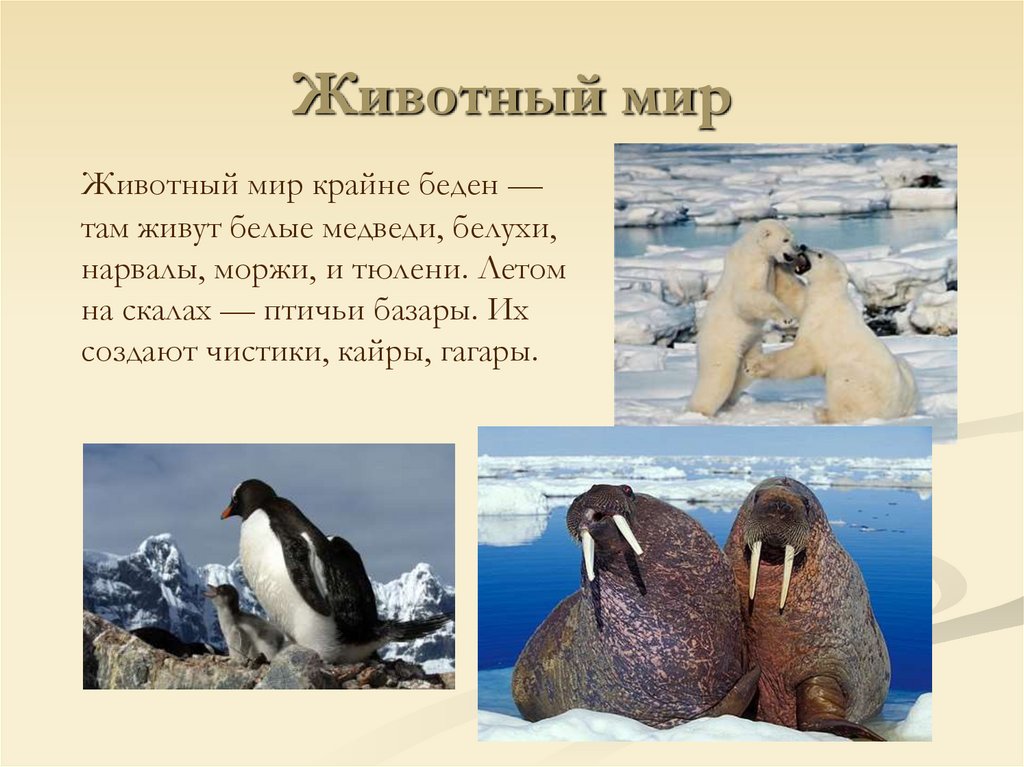 Животный мир