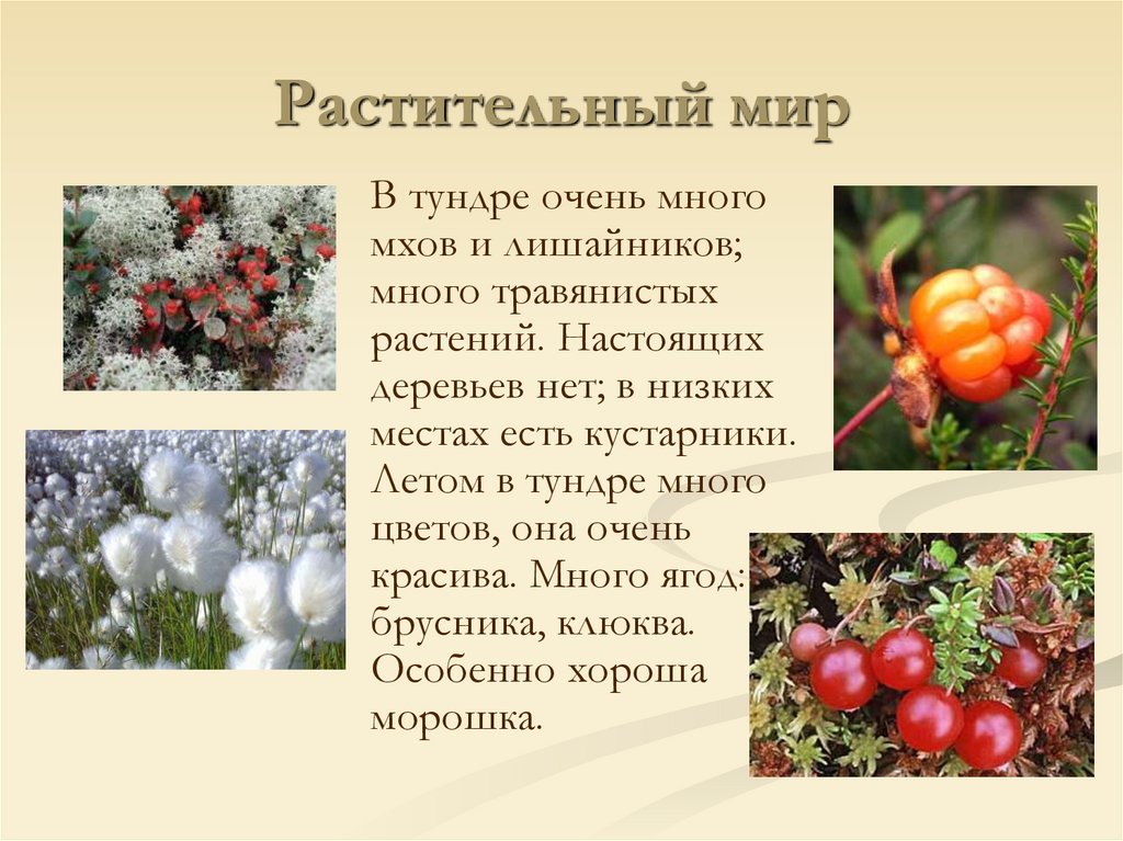 Растительный мир