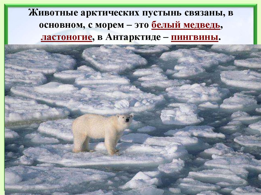 Животные арктических пустынь связаны, в основном, с морем – это белый медведь, ластоногие, в Антарктиде – пингвины.