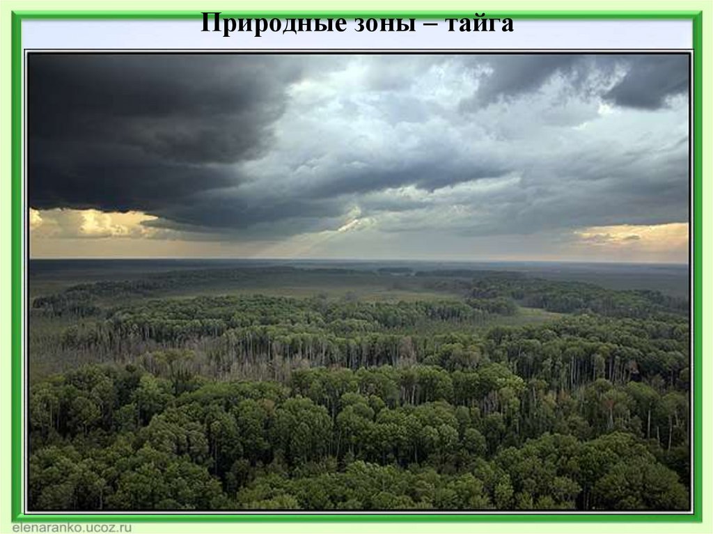 Природные зоны – тайга