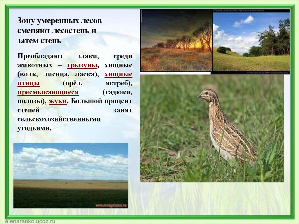 Зону умеренных лесов сменяют лесостепь и затем степь