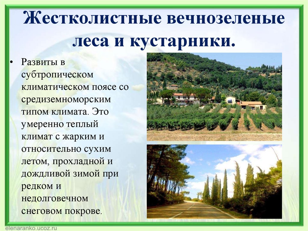 Жестколистные вечнозеленые леса и кустарники.