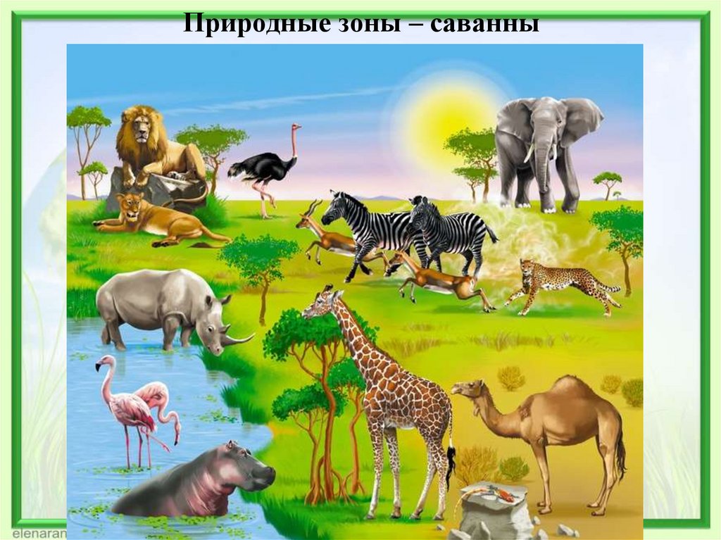 Природные зоны – саванны