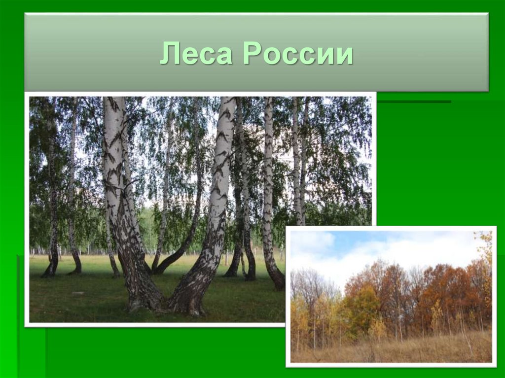 Леса России