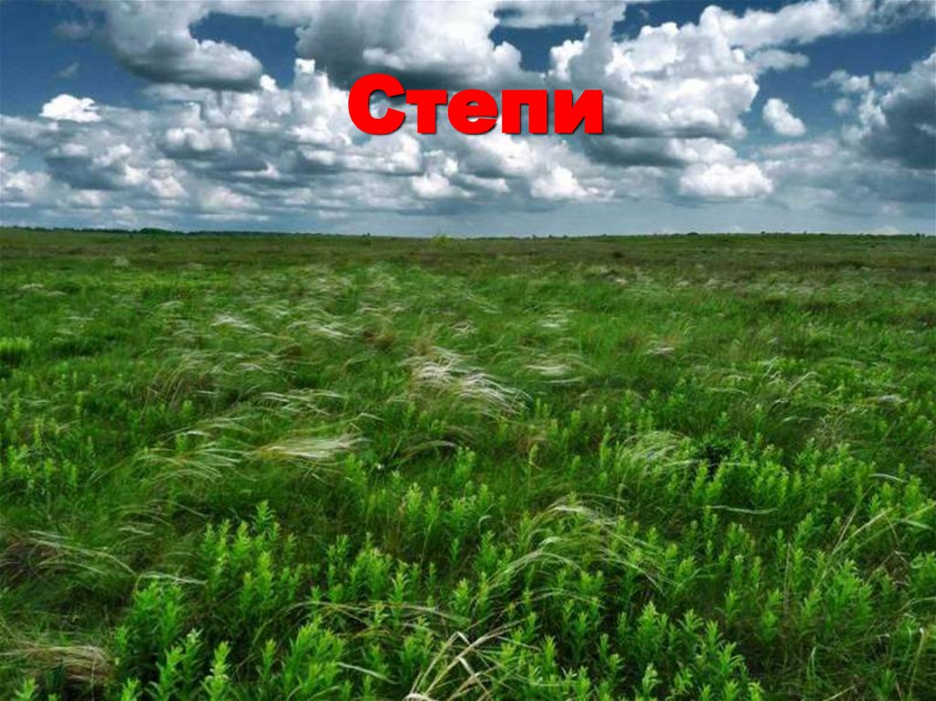 Степи
