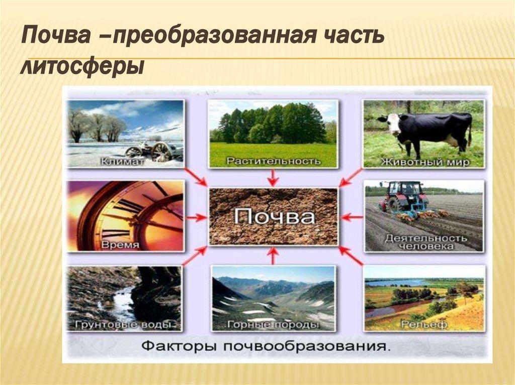 Почва –преобразованная часть литосферы