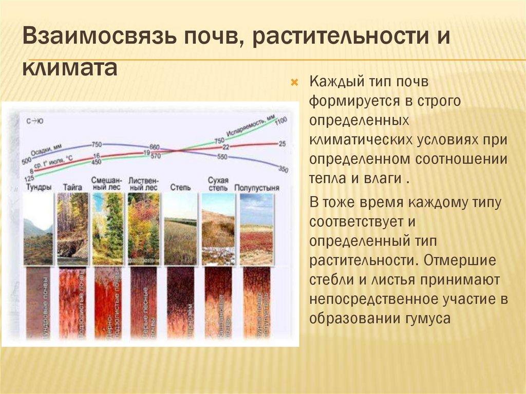 Взаимосвязь почв, растительности и климата