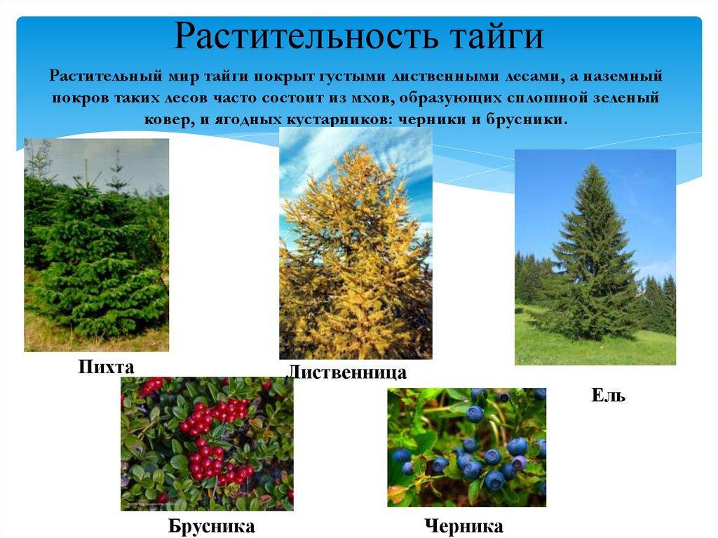 Растительность тайги