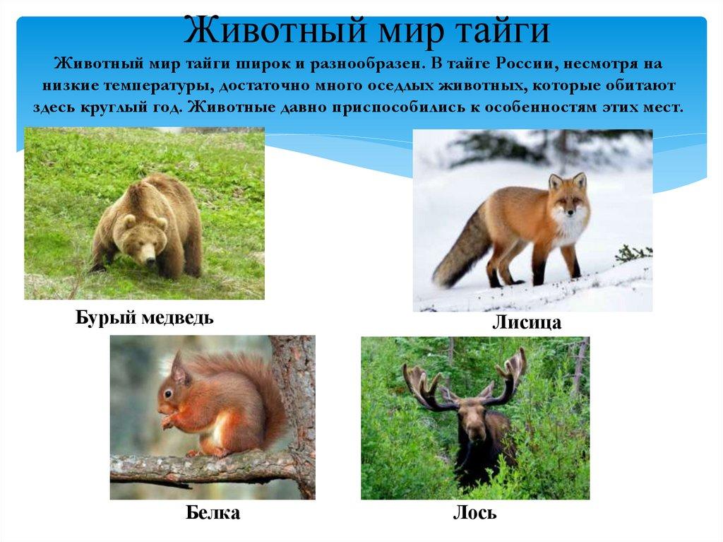 Животный мир тайги