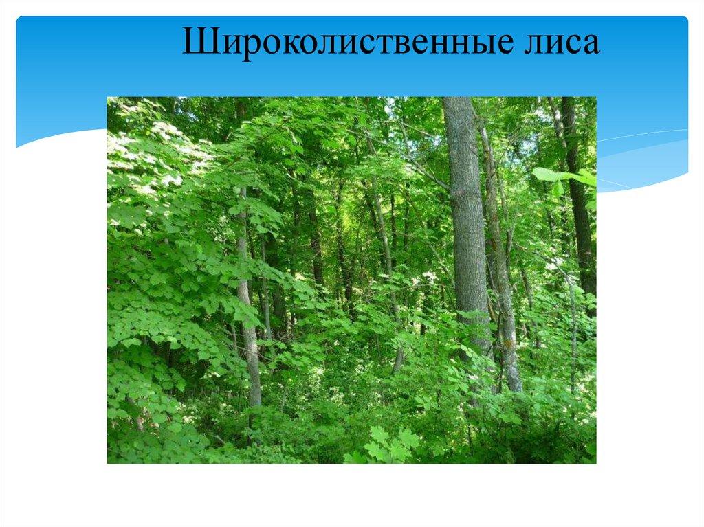 Широколиственные лиса