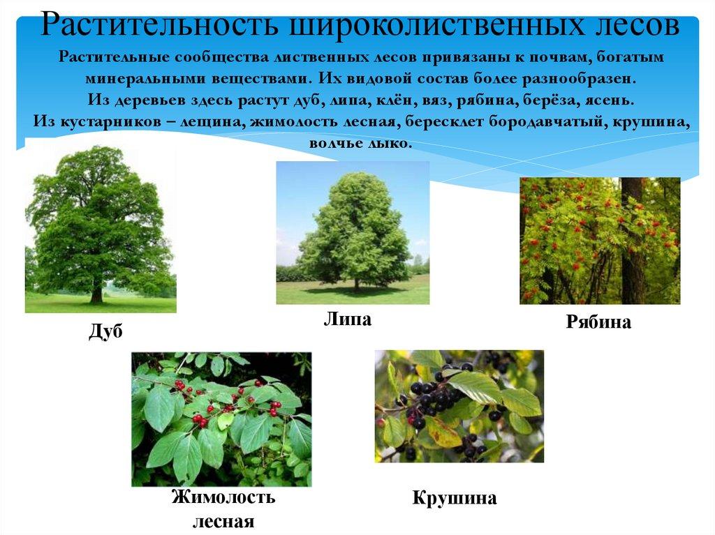 Растительность широколиственных лесов