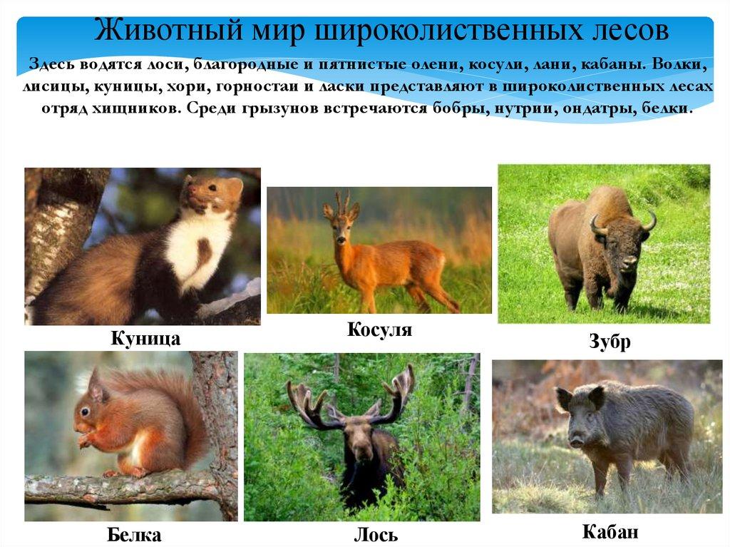Животный мир широколиственных лесов