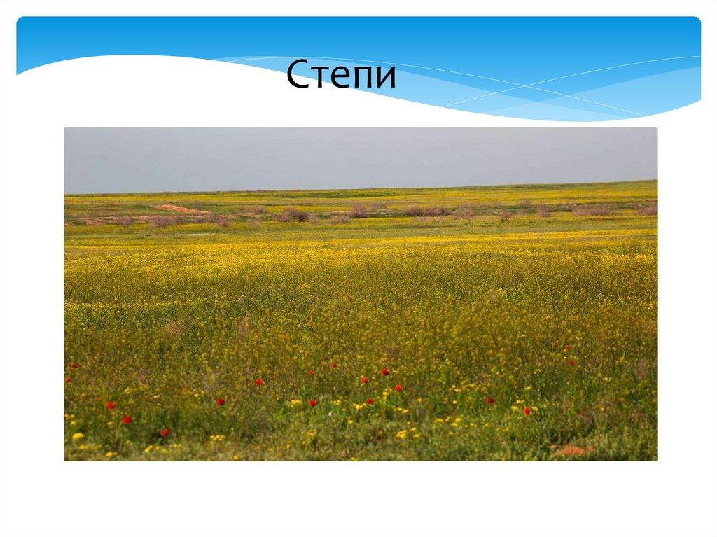Степи