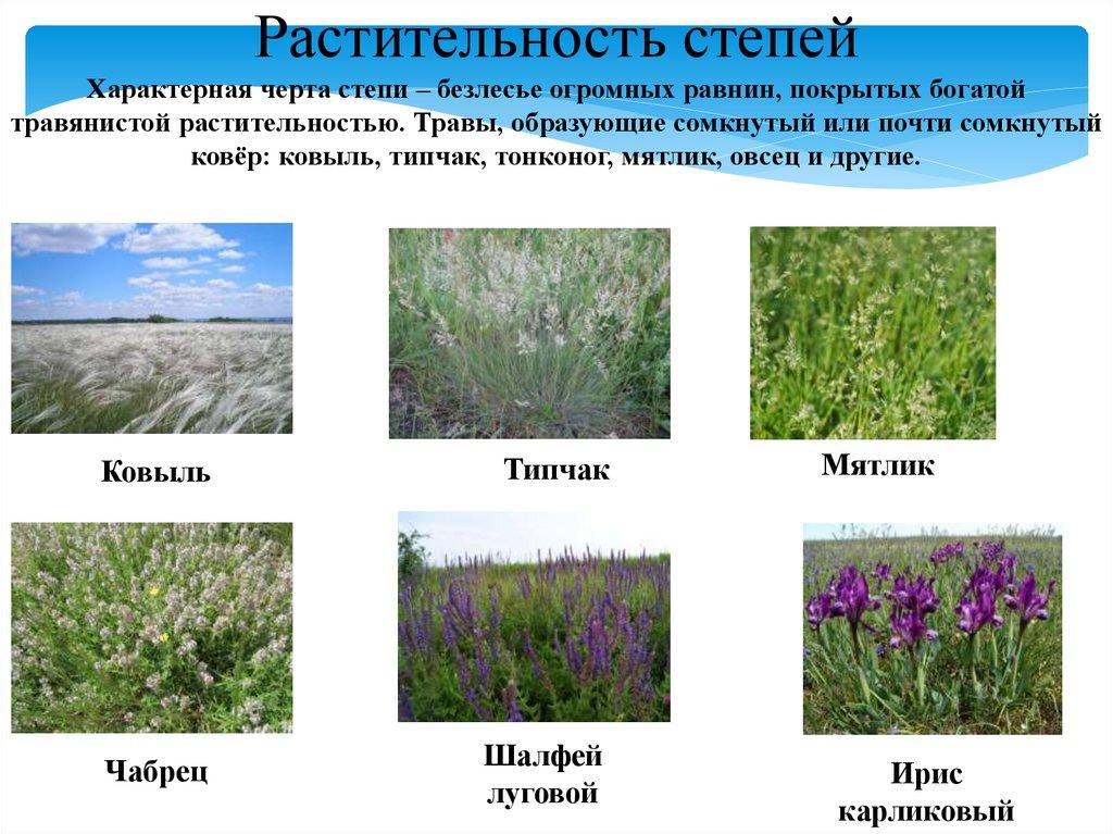 Растительность степей