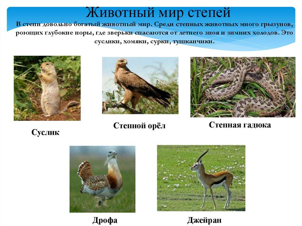 Животный мир степей