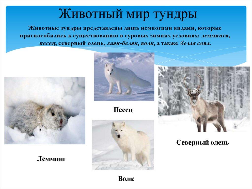 Животный мир тундры
