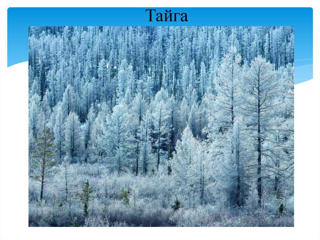 Тайга