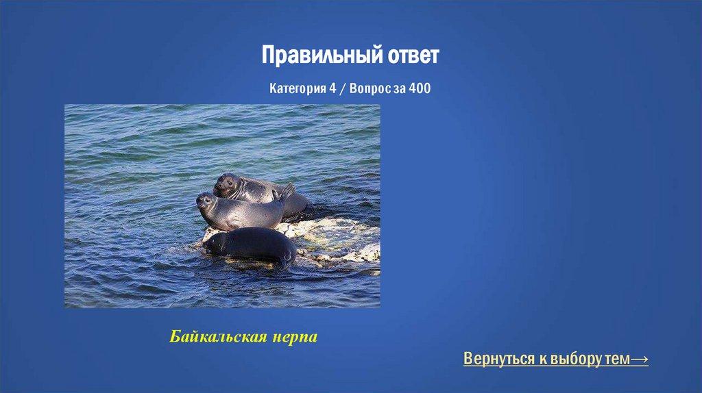 Правильный ответ Категория 4 / Вопрос за 400