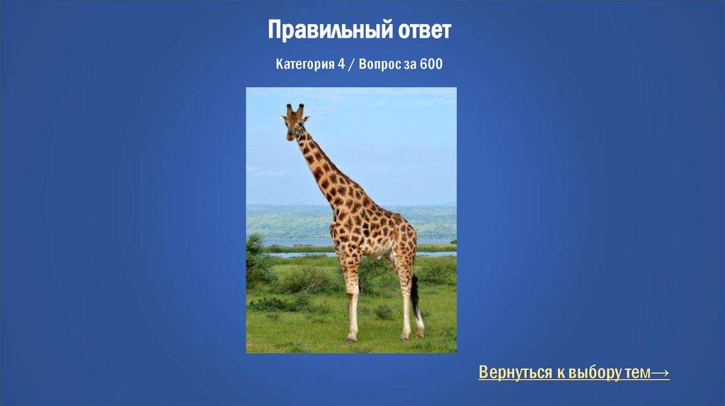 Правильный ответ Категория 4 / Вопрос за 600