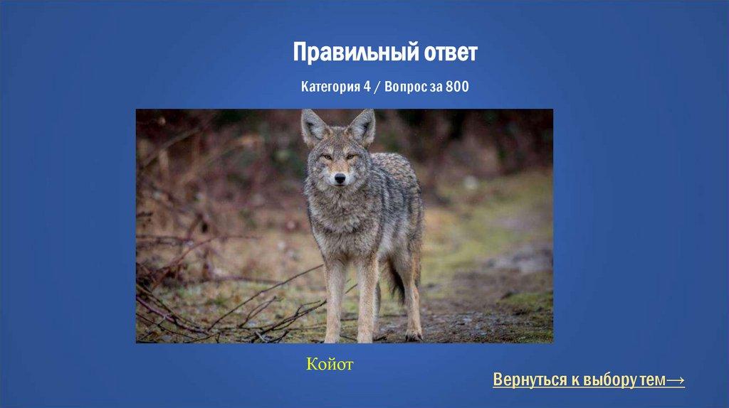 Правильный ответ Категория 4 / Вопрос за 800