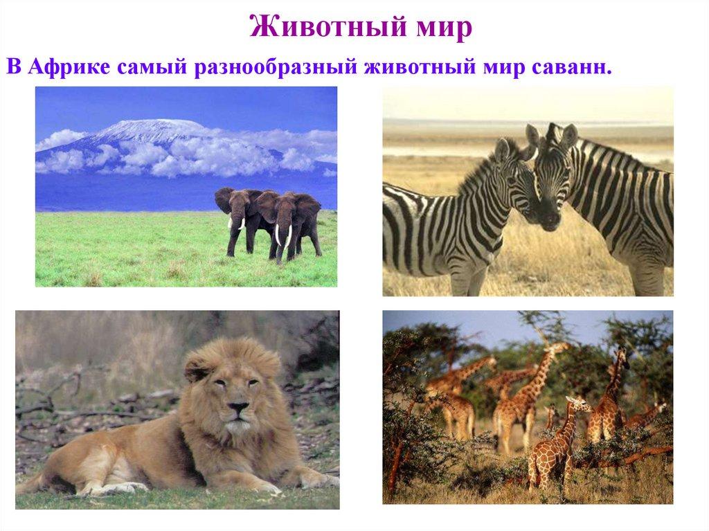 Животный мир