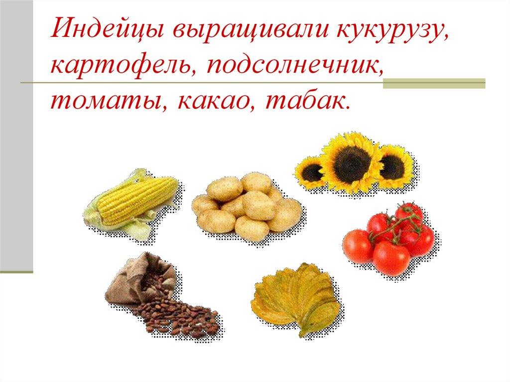 Индейцы выращивали кукурузу, картофель, подсолнечник, томаты, какао, табак.