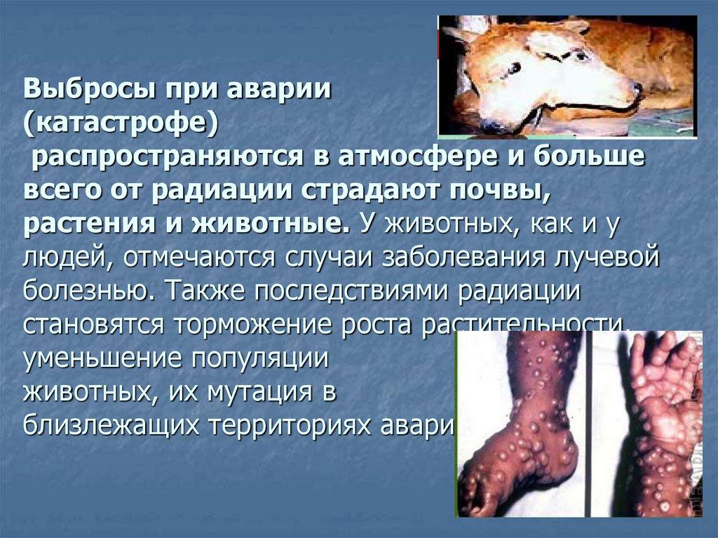 Выбросы при аварии (катастрофе) распространяются в атмосфере и больше всего от радиации страдают почвы, растения и животные. У