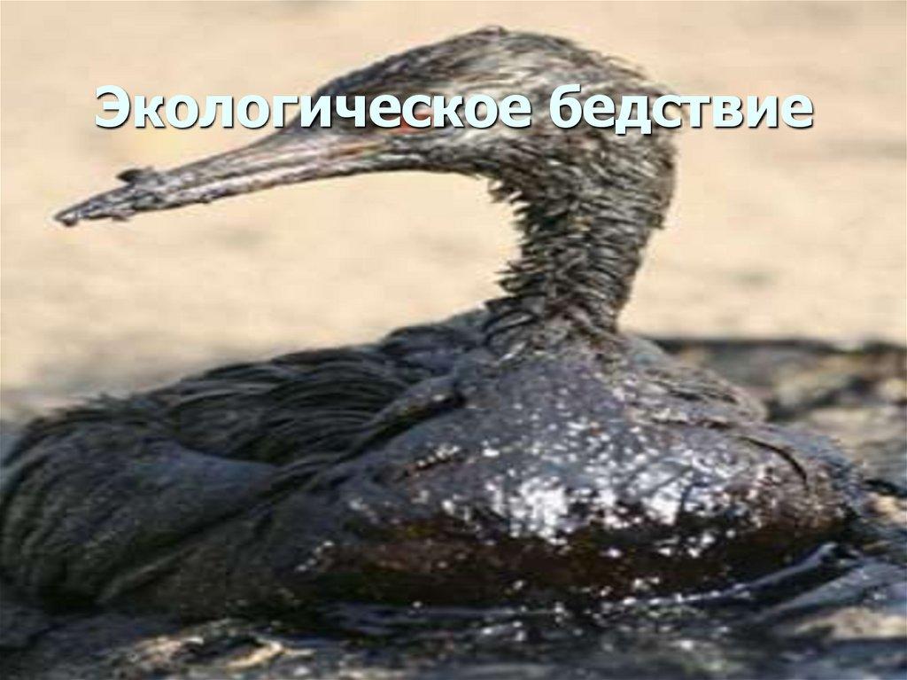 Экологическое бедствие