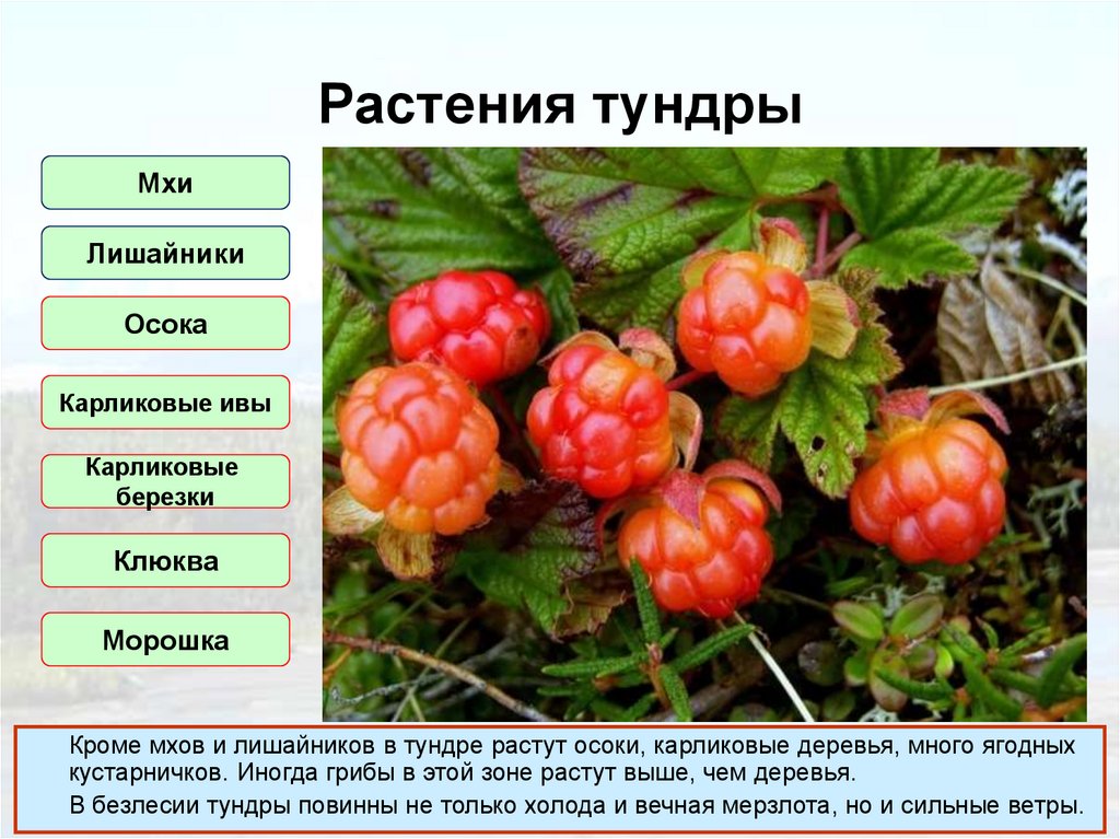 Растения тундры