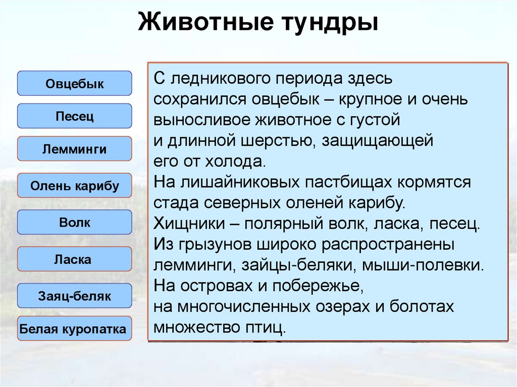 Животные тундры