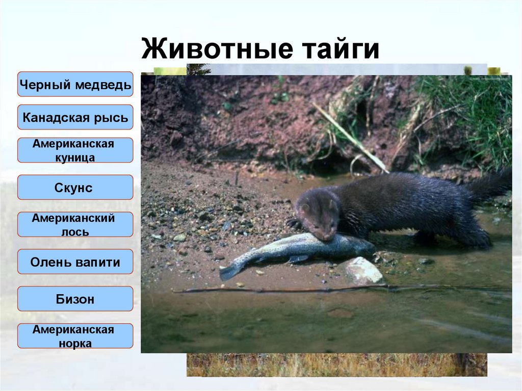 Животные тайги