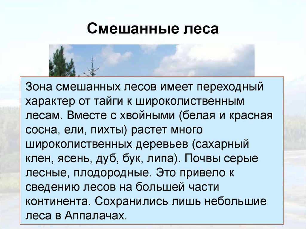 Смешанные леса