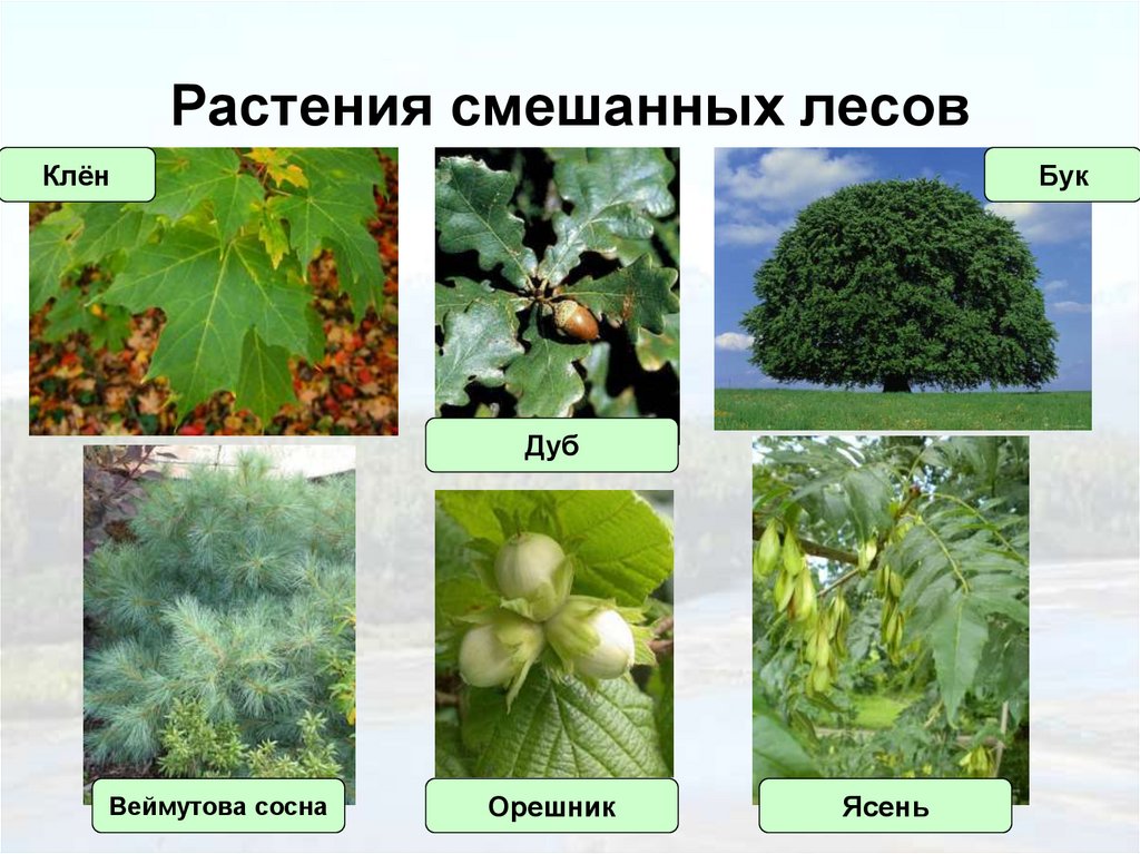 Растения смешанных лесов