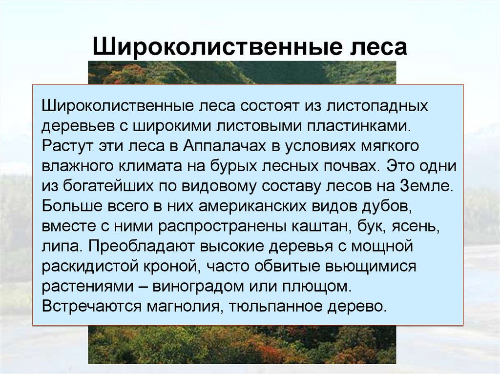 Широколиственные леса