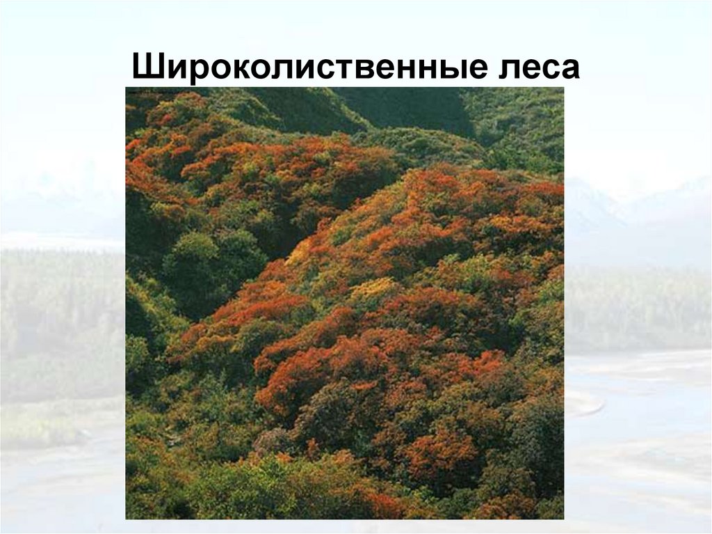 Широколиственные леса