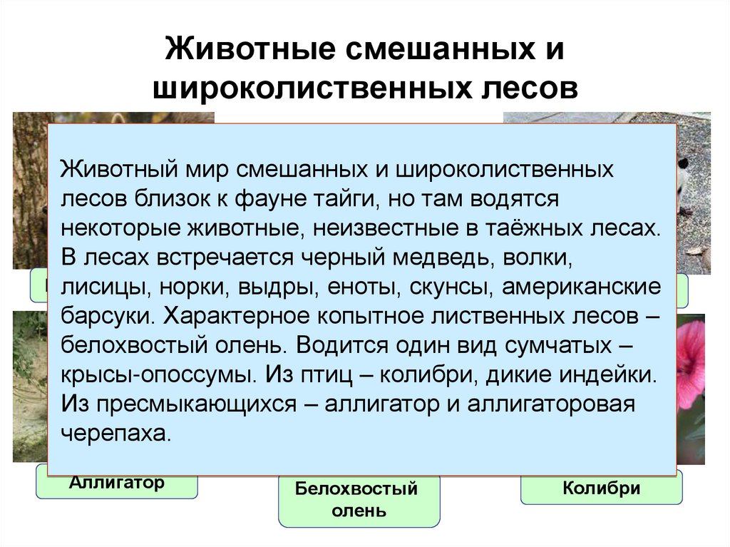 Животные смешанных и широколиственных лесов