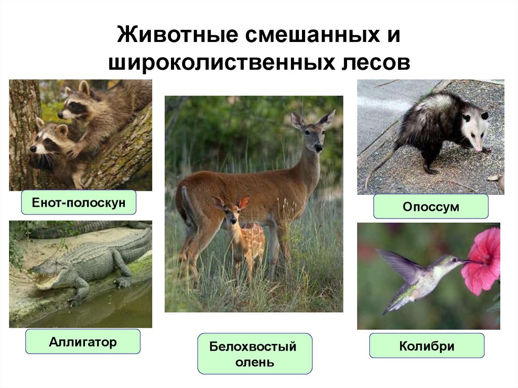 Животные смешанных и широколиственных лесов