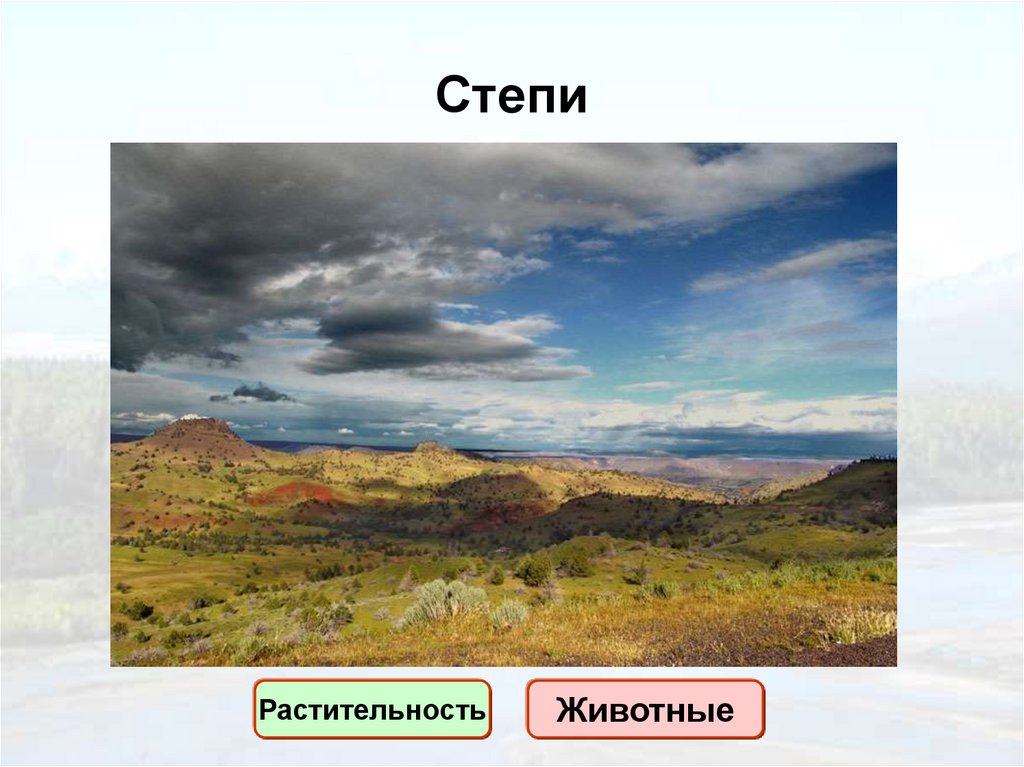 Степи