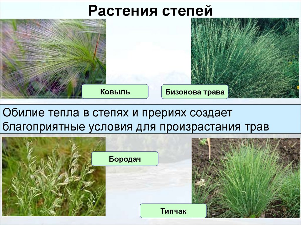 Растения степей