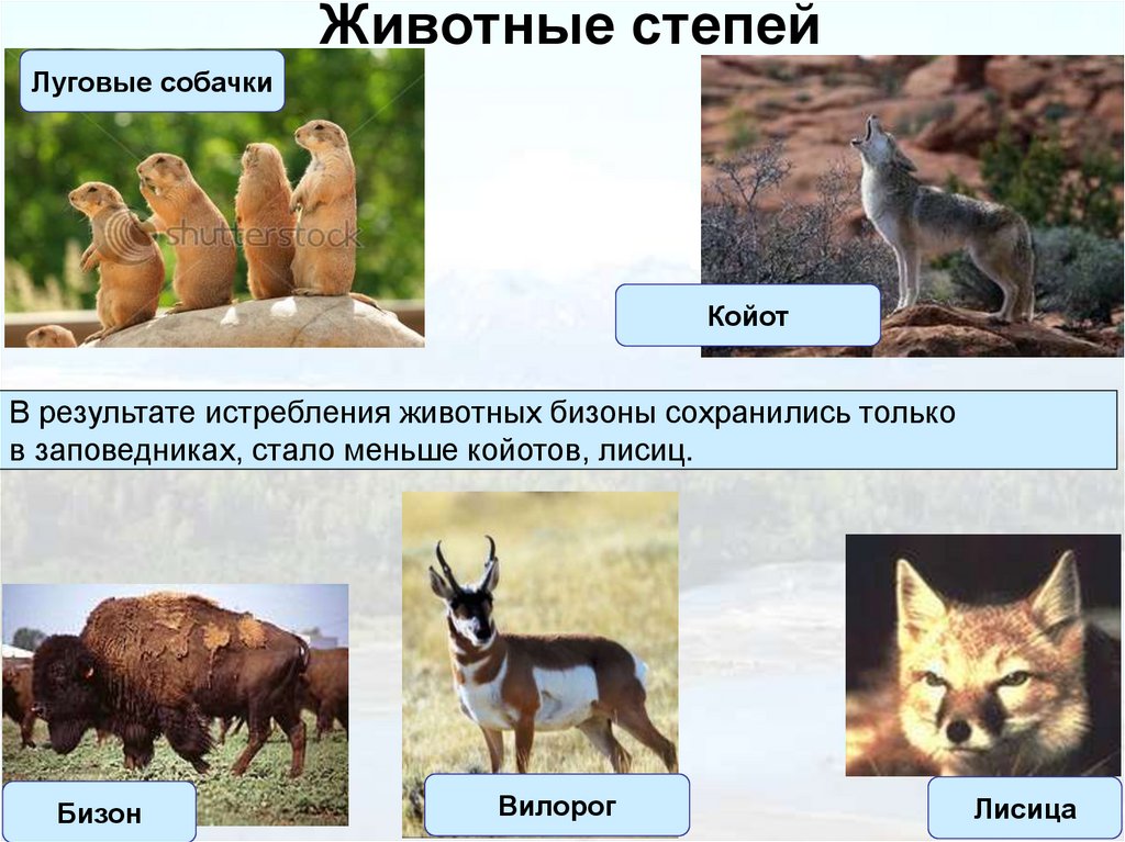 Животные степей