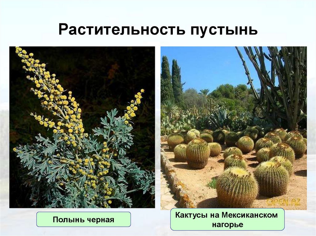 Растительность пустынь